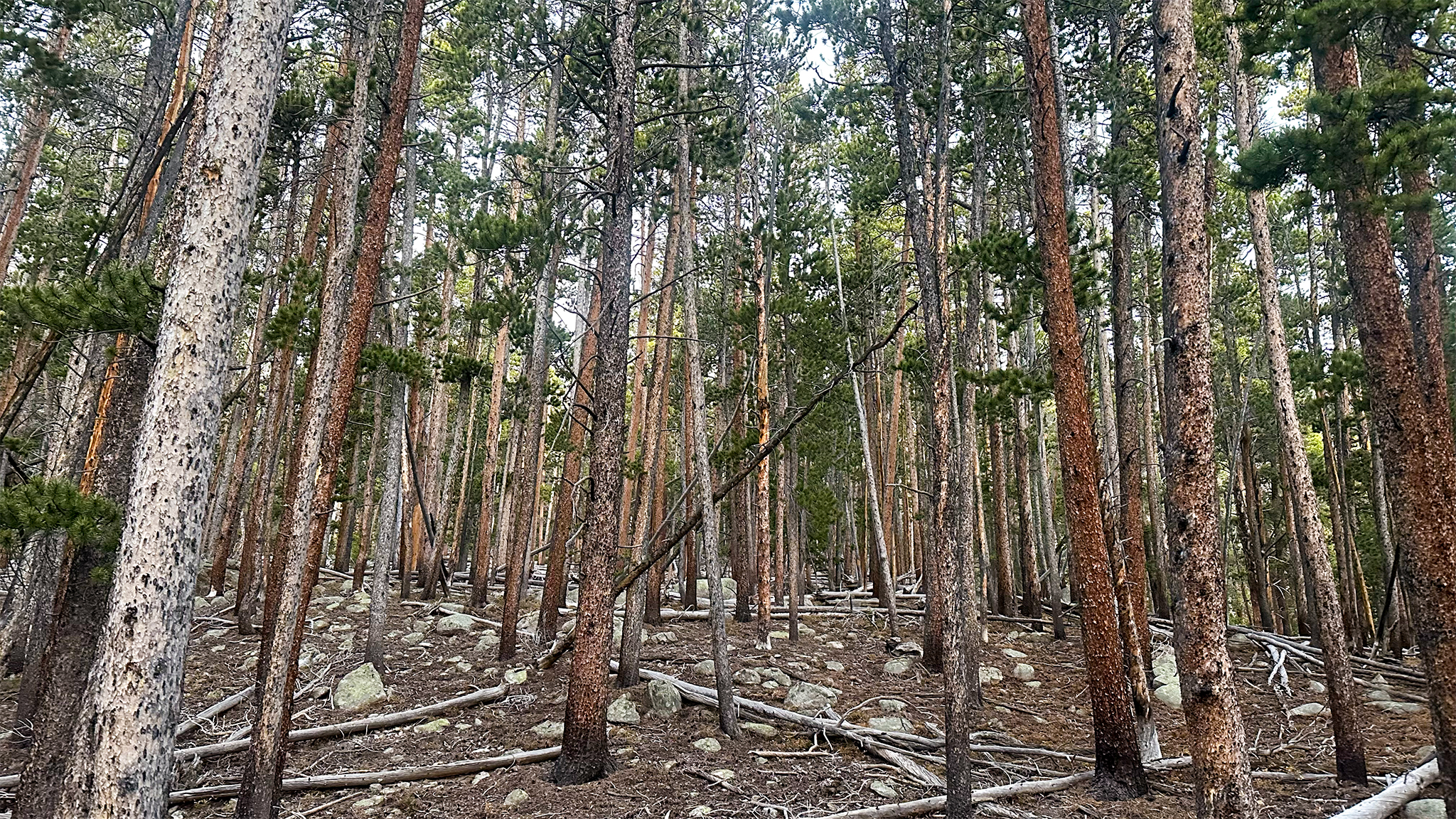 Bushwhacking through the Hughs Creek Drainage towards Yale's Southeast Face