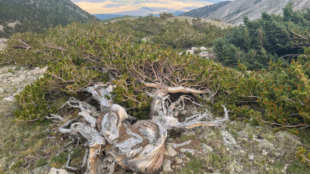 Krummholz found in Maxwell Creek drainage. Stay to the left between the stands and the creek itself.
